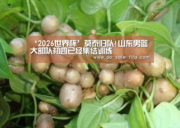 世界杯买球